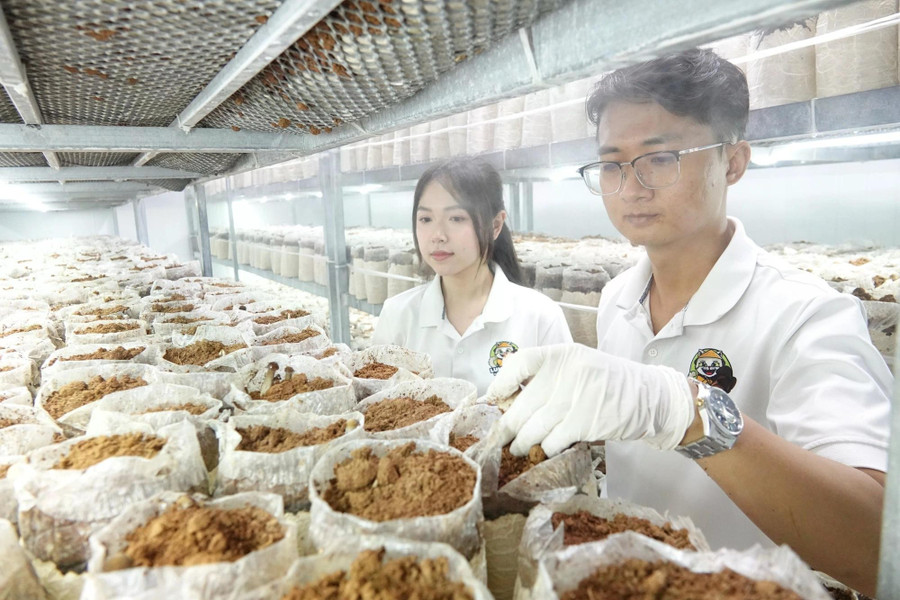 Anh Thái cùng cộng sự thu hoạch nấm mối đen Anh Thái cùng cộng sự thu hoạch nấm mối đen
