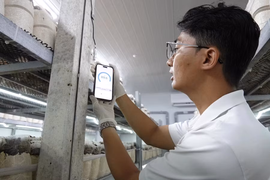 : Các cảm biến nhiệt độ, độ ẩm trong trại được điều khiển tự động qua thiết bị điện thoại thông minh