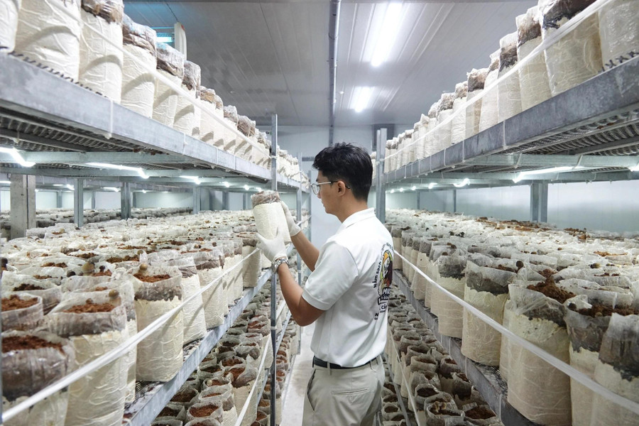 Trại nấm của anh Thái ứng dụng công nghệ cao Trại nấm của anh Thái ứng dụng công nghệ cao