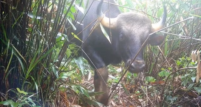 Bò tót nằm trong sách đỏ vừa xuất hiện tại Vườn quốc gia Chư Mom Ray