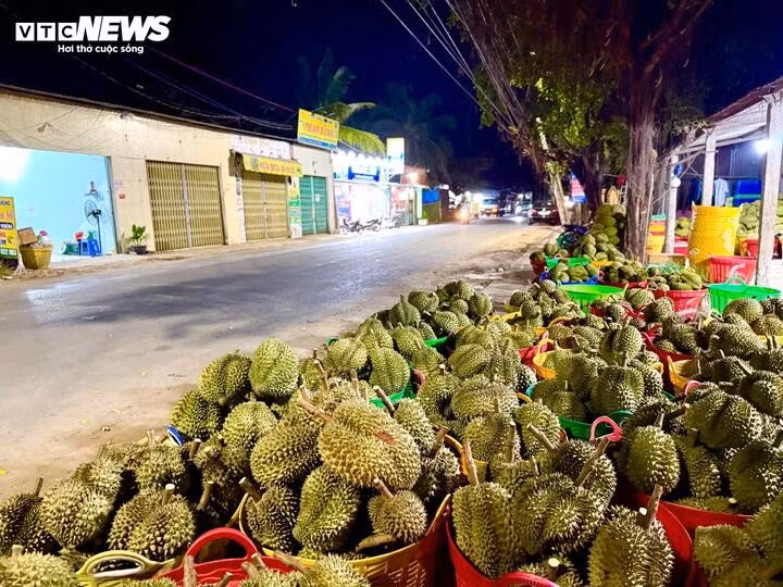 Sầu riêng mất mùa, mất giá, khiến người dân hứng cú đòn kép.