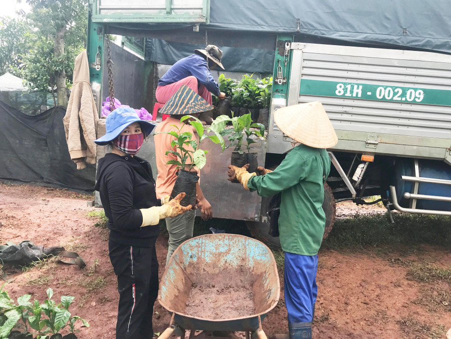 ប្រជាជនត្រូវការទិញគ្រាប់ពូជកាហ្វេដែលមានគុណភាពនៅគ្រឹះស្ថានល្បីឈ្មោះ ដើម្បីដាំឡើងវិញប្រកបដោយប្រសិទ្ធភាព។ រូបថត៖ N.D nguoi-dan-can-mua-giong-ca-phe-chat-luong-tai-co-so-uy-tin-de-tai-canh-ca-phe-dat-hieu-qua-cao.jpg