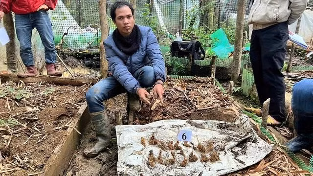 A Ngang cùng số sâm Ngọc Linh trộm cắp