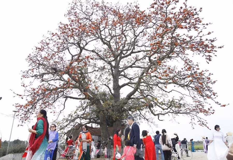 Du khách chen chân check-in ở cây gạo xã Lãng Sơn. Ảnh: Nguyễn Thắng.