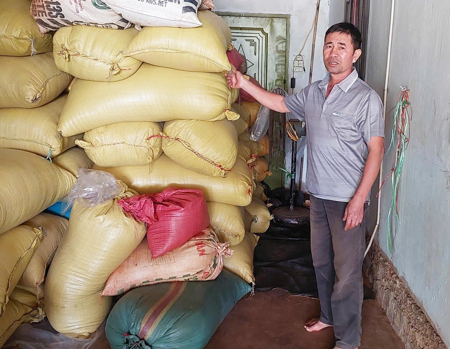 Hoa hòe sấy khô chuẩn bị xuất bán của người dân xã Ia Blứ, huyện Chư Pưh. Ảnh: N.D hoa-hoe-say-kho-chuan-bi-xuat-ban-cua-nguoi-dan-xa-ia-blu.jpg
