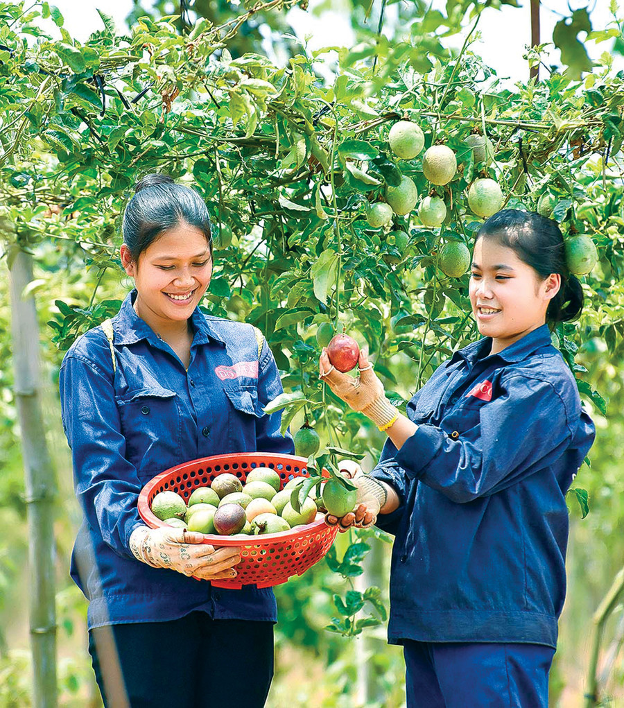 Mặt hàng chanh dây đã được cấp phép xuất khẩu chính ngạch sang thị trường Trung Quốc. Ảnh: Đ.T 2.jpg