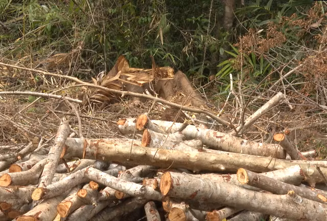 Vụ phá rừng quy mô lớn được cho là có tổ chức