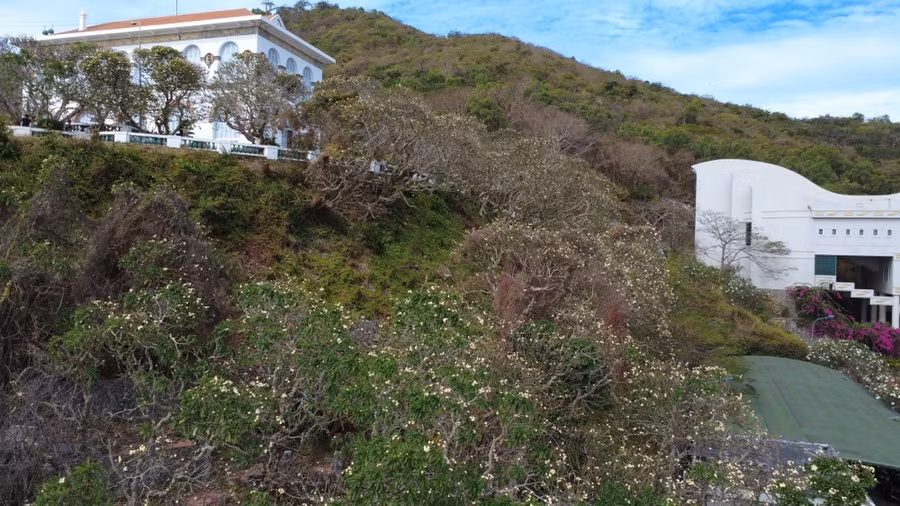 Hàng trăm gốc hoa sứ cổ thụ đua nhau khoe sắc trong khuôn viên khu di tích Bạch Dinh