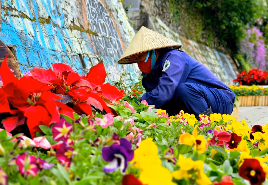 Chị Hương chăm sóc tiểu cảnh hoa trên đường Lê Đại Hành. Chị mong du khách khi tham quan, chụp ảnh với hoa sẽ chú ý để tránh làm hoa hư hỏng, góp phần tô điểm Đà Lạt rực rỡ sắc hoa trong ngày khai mạc Festival Hoa Đà Lạt lần thứ X năm 2024.