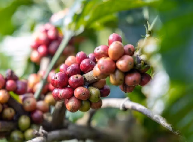 Giá cà phê lập kỷ lục mới