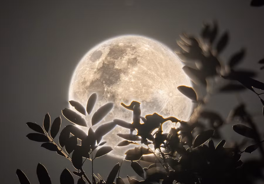 Trăng tròn tháng 6 còn gọi là trăng Dâu Tây