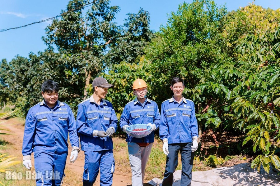 Du khách tham quan các khu vườn trồng cà phê bạt ngàn. Du khách tham quan các khu vườn trồng cà phê bạt ngàn.