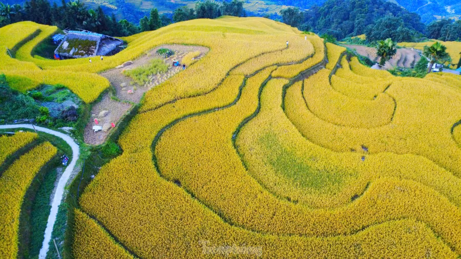 Những thửa ruộng lúa chín uốn lượn quanh sườn đồi khiến nhiều người mê mẩn.