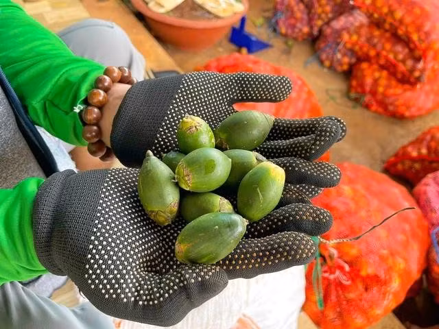 Cau trái dài là mặt hàng được nhiều thương lái săn đón và thu mua với giá cao.