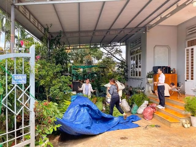 Nếu có quen biết với thương lái, người dân sẽ được đặt trước số lượng cau giống trước khi nhập hàng về