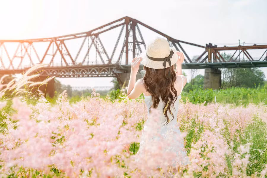 Những bông cỏ hồng lung linh dưới ánh nắng, tạo nên khung cảnh mơ màng và quyến rũ, khiến lòng người mê đắm khi đến tham quan.