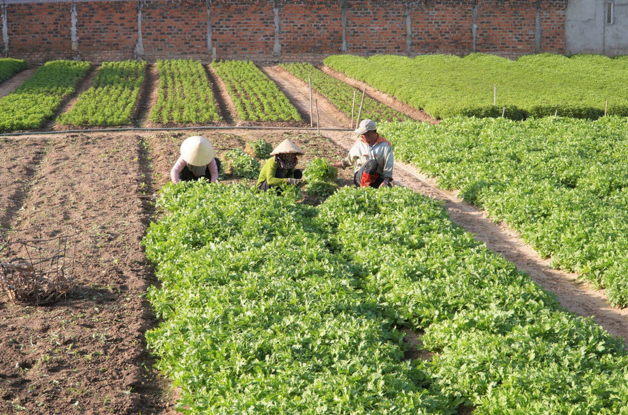Vùng trồng rau phường Thắng Lợi là 1 trong 3 vùng trồng rau lớn của thành phố Kon Tum. Ảnh: D.N