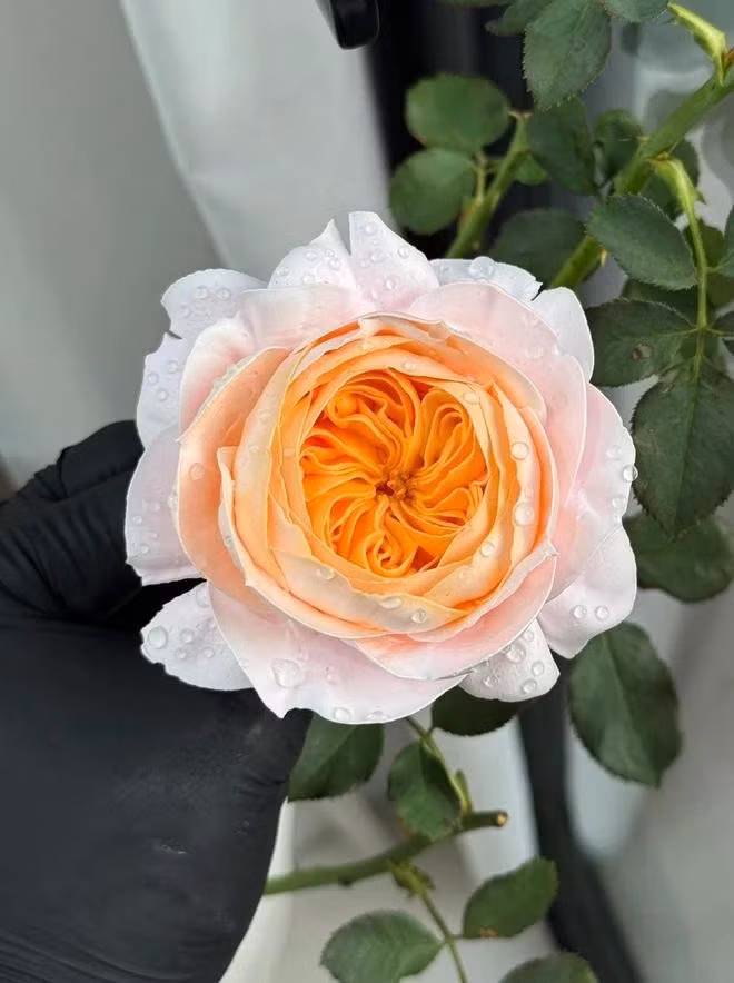 Bài đăng về những loại hoa được làm từ nguyên liệu đặc biệt của chủ nhân đạt hơn 10.000 lượt tương tác sau khi đăng lên mạng xã hội