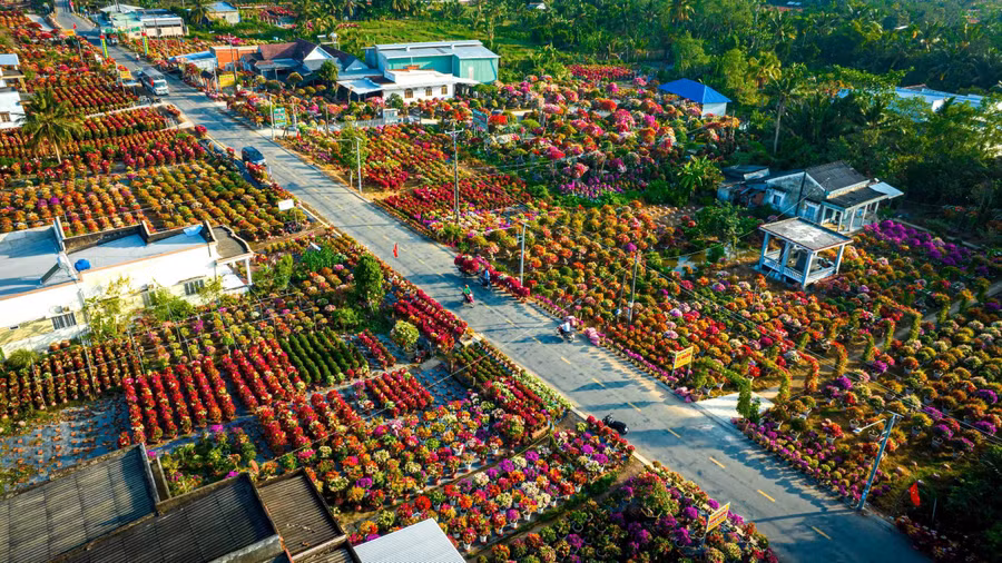Hoa giấy tràn ngập sắc màu ven những con đường ở làng hoa Phú Sơn
