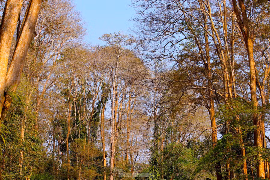 Với chiều cao 30 – 40m, những thân cây sừng sững vươn lên trời xanh như những trụ cột vững chắc của thiên nhiên.