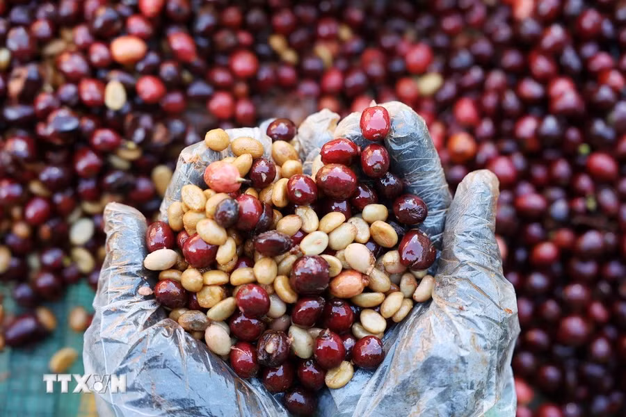 Các vườn cà phê ở Lâm Đồng đang vào vụ thu hoạch. (Ảnh: Tuấn Anh/TTXVN)