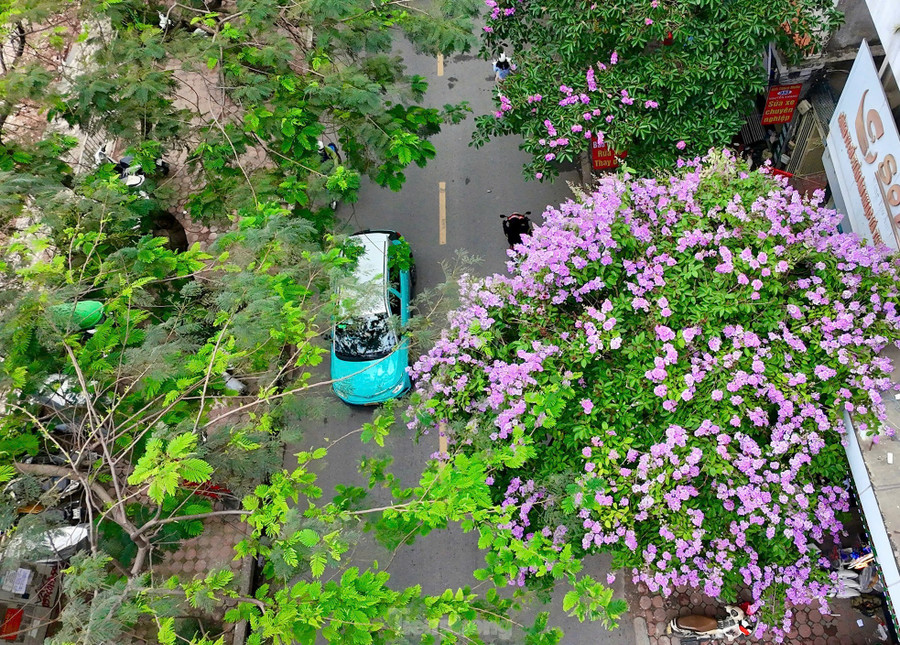 Những ngày đầu hè, phố phường Thủ đô khoác lên mình tấm áo rực rỡ khi hoa bằng lăng tím biếc đua nhau nở khắp các con phố. Những ngày đầu hè, phố phường Thủ đô khoác lên mình tấm áo rực rỡ khi hoa bằng lăng tím biếc đua nhau nở khắp các con phố.