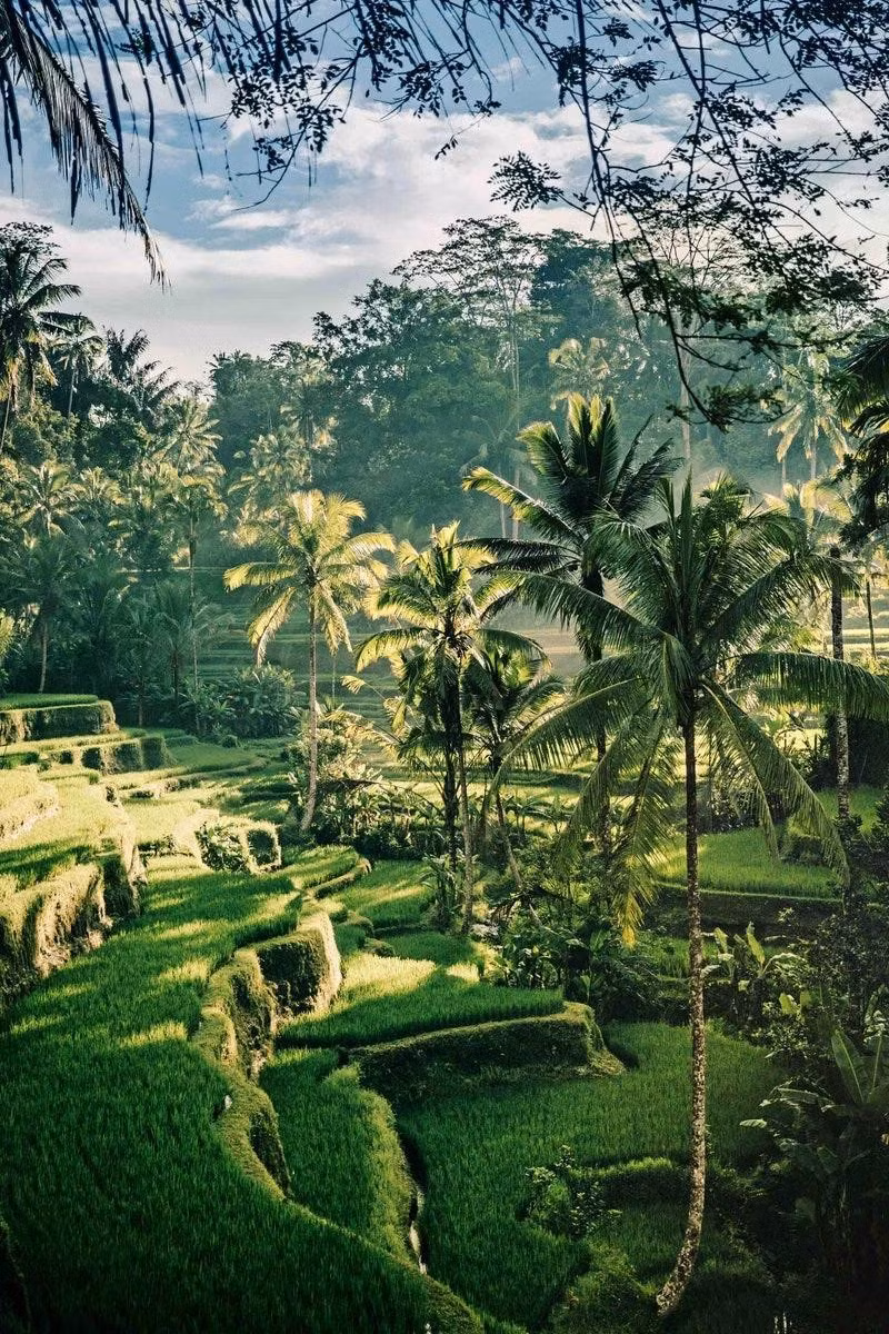 Cách Ubud tấp nập xe máy vài phút là những ngôi làng bình yên, đầy tính nghệ thuật, những cánh đồng lúa xanh tươi sống động, những khu rừng tươi tốt. Bali là một trong 17.000 hòn đảo của Indonesia và có nhiệt độ trung bình khoảng 30°C quanh năm