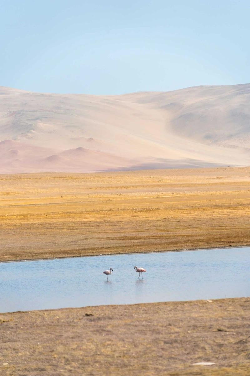 Là thị trấn nhỏ ven biển ở vùng Ica của Peru, Paracas là nơi sa mạc gặp biển. Chuyến đi đến khu vực này sẽ không trọn vẹn nếu không đi thuyền đến Islas Ballestas, những hòn đảo đá ngoài khơi Thái Bình Dương nổi tiếng với động vật hoang dã đa dạng bao gồm đàn sư tử biển và chim cánh cụt con