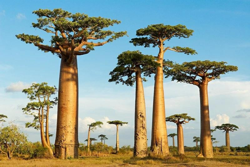Một trong những khung cảnh dễ nhận biết nhất ở châu Phi, Đại lộ Baobabs là một đoạn đường dài được bao quanh bởi những hàng cây cao chót vót, hùng vĩ có tuổi khoảng 800 năm