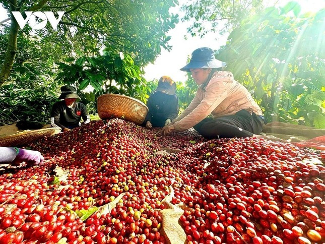 Bà con Đắk Lắk sản xuất cà phê. Ảnh: VOV. Bà con Đắk Lắk sản xuất cà phê. Ảnh: VOV.
