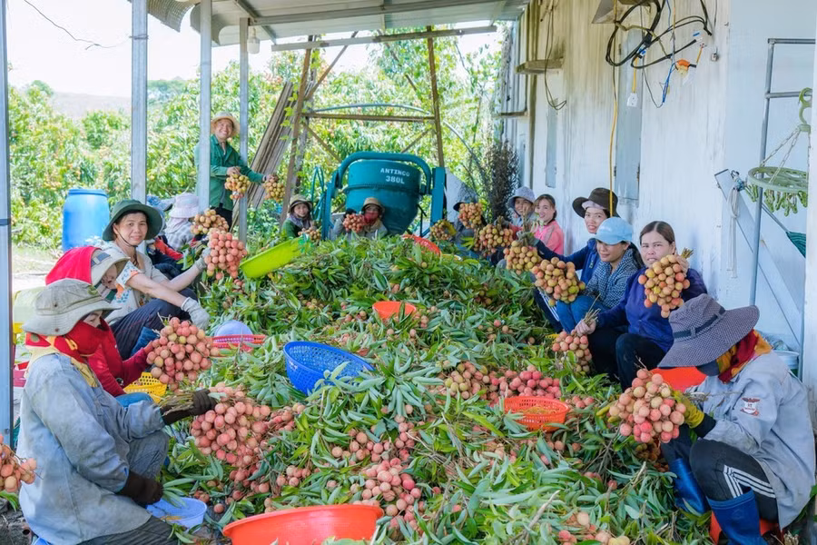 Những ngày này, không khí thu hoạch vải ở xã Ea Sah luôn rộn ràng. Ảnh: MAI CƯỜNG