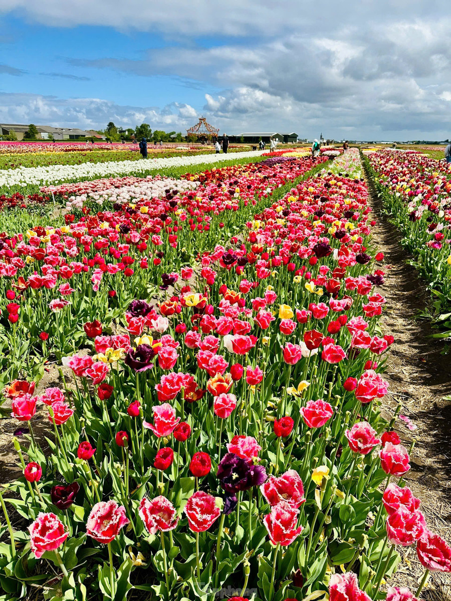 Điểm đến không thể bỏ qua cho những tín đồ hoa tulip chính là vườn hoa Keukenhof trứ danh. Điểm đến không thể bỏ qua cho những tín đồ hoa tulip chính là vườn hoa Keukenhof trứ danh.