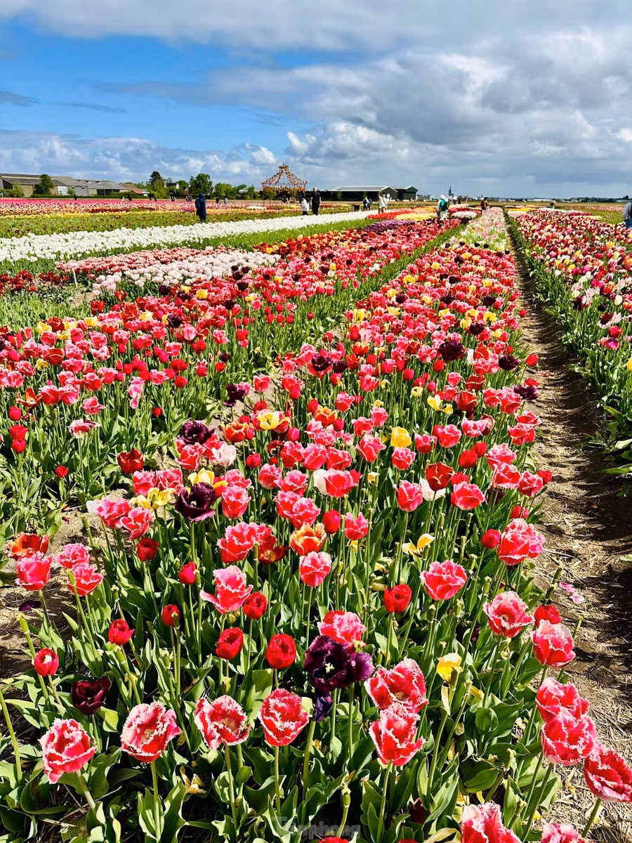 Điểm đến không thể bỏ qua cho những tín đồ hoa tulip chính là vườn hoa Keukenhof trứ danh.