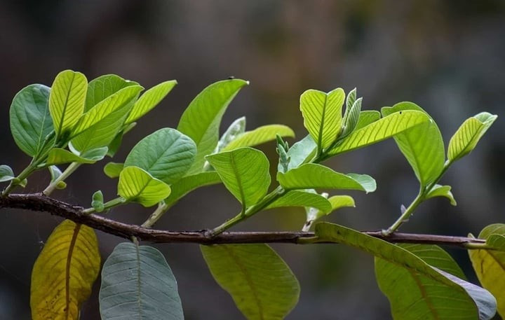 Lá ổi từ lâu được Đông y và y học hiện đại ghi nhận có nhiều công dụng đối với sức khỏe. (Ảnh minh hoạ) Lá ổi từ lâu được Đông y và y học hiện đại ghi nhận có nhiều công dụng đối với sức khỏe. (Ảnh minh hoạ)