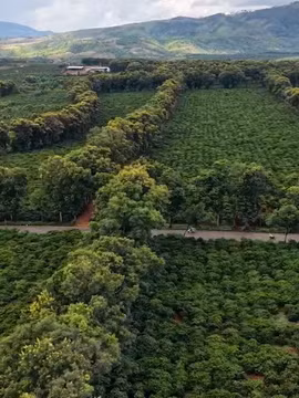 Miên man hoa muồng vàng