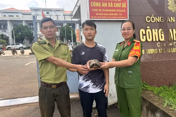 Người dân Chư Sê giao nộp 2 cá thể rùa núi vàng quý hiếm