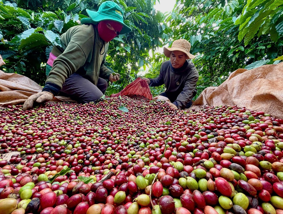 Xu hướng tăng giá của cà phê vẫn có thể duy trì ngay cả khi Việt Nam bước vào vụ thu hoạch mới trong tháng tới. Ảnh: V.T Xu hướng tăng giá của cà phê vẫn có thể duy trì ngay cả khi Việt Nam bước vào vụ thu hoạch mới trong tháng tới. Ảnh: V.T