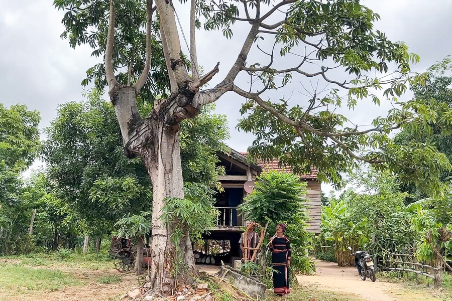Cây hoa gạo trước nhà Ma Hoa gợi về bao mùa hội tưng bừng đã in dấu trong ký ức buôn làng. Ảnh: Hoàng Ngọc img-0085.jpg
