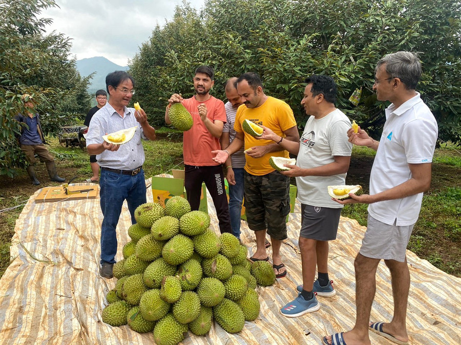 Du khách Ấn Độ trải nghiệm hái, thưởng thức sầu riêng tại mô hình canh tác nông nghiệp kết hợp du lịch tại Gia Lai. Ảnh: Minh Châu du-khach-an-do-thich-thu-trai-nghiem-loai-sau-rieng-ngon-nhat-the-gioi-ngay-tai-farmstay-anh-minh-chau.jpg