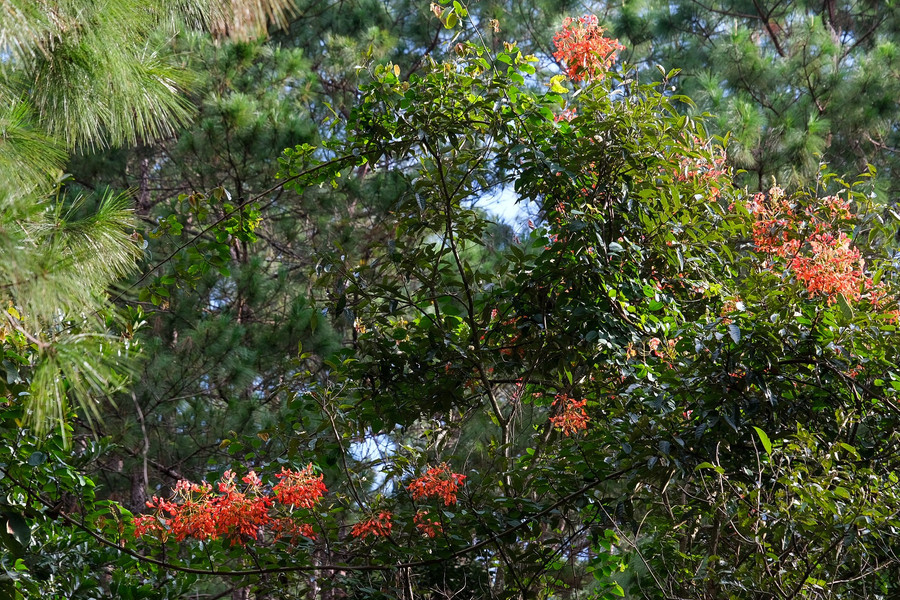 Blomrankorna sprider sig över hela skogen. Foto: Hoang Ngoc dscf9633.jpg