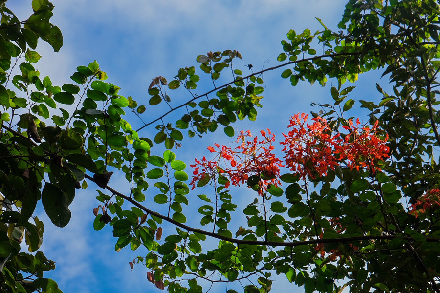 Blomman har samma färg och form som den kungliga poincianablomman men är en vinranka. Foto: Hoang Ngoc dscf9634.jpg