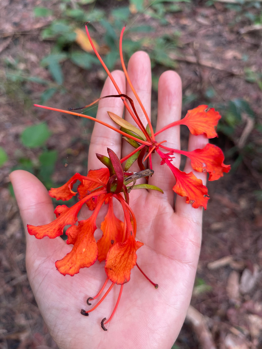 Klätterblomman har samma färg och form som de kungliga poinciana-blommorna som blommar i överflöd på berget. Foto: Hoang Ngoc img-4105.jpg