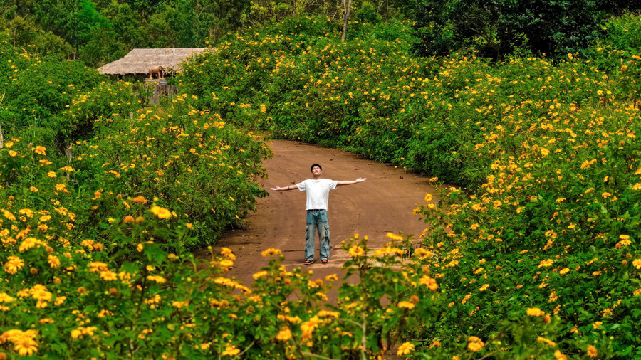 Bunga matahari liar bermekaran penuh dalam perjalanan menuju gunung berapi Chu Dang Ya di awal November. Foto: Doan Lanh z7177092054885-dee24ddb4b4a664d7deee6984b8cce50.jpg