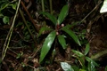 Loài Xanthophytum thứ tư này được đặt tên là Xanthophytum antoanense dựa theo tên khu vực phát hiện loài. Ảnh: Viện Công nghệ tiên tiến