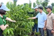 Nông dân Ia Grai liên kết để sản xuất cà phê bền vững