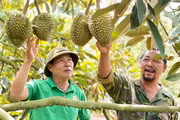 Thời tiết thất thường, người trồng sầu riêng lo lắng