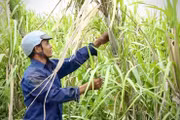 Liên kết sản xuất "lỏng lẻo", người trồng mía chịu thiệt