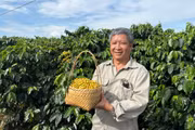 Chắt chiu tinh túy đại ngàn “hóa rồng” hạt cà phê