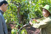 Canh tác thông minh, thu lợi tiền tỷ 