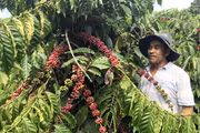 Phân quyền cấp mã số vùng trồng: Đơn giản hóa thủ tục, mở rộng cơ hội xuất khẩu